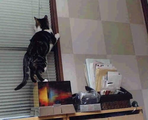 张雨霏在采访中表达对家人感谢，张雨霏回答记者提问