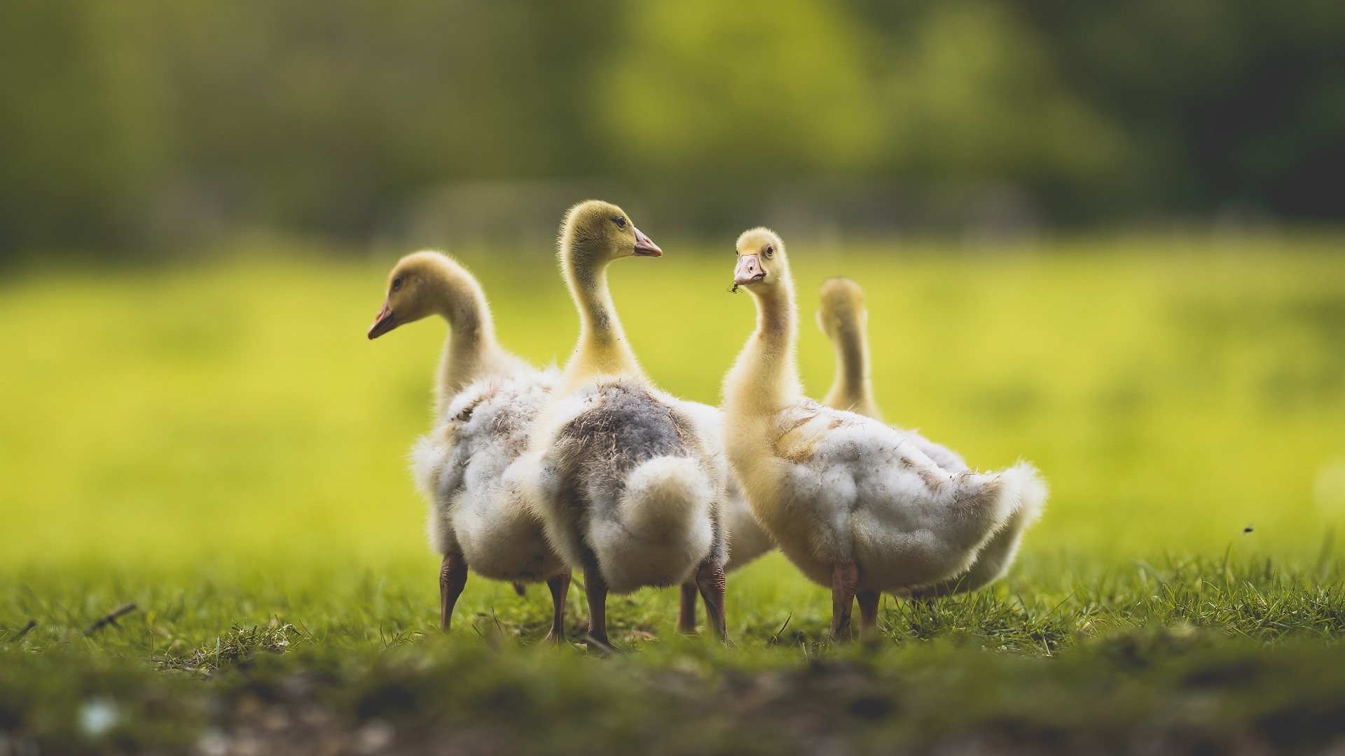 爱游戏入口-恩比德防守端封盖连连七六人建立领先，恩比德带伤出战