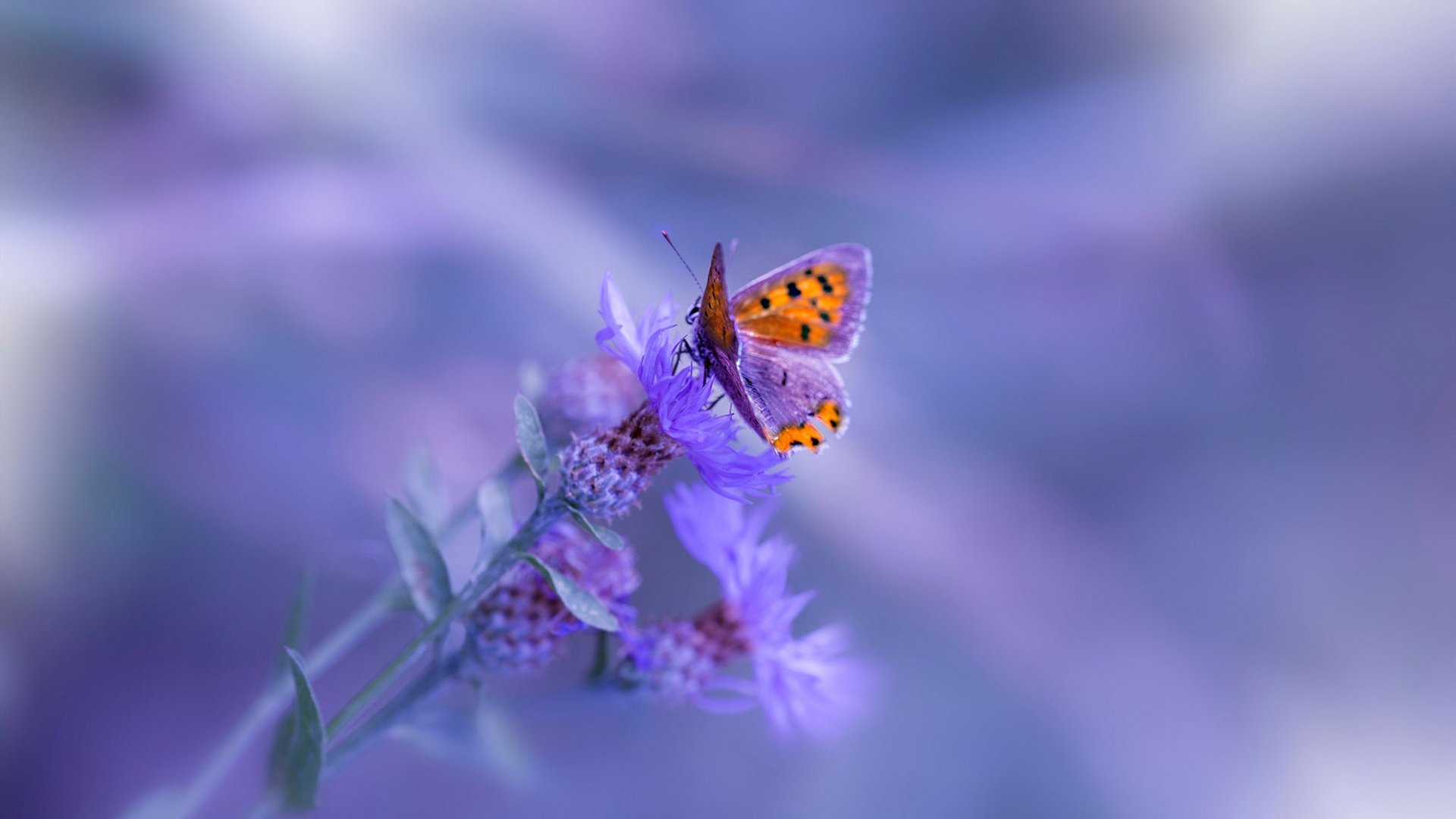 爱游戏-火箭锋线球员在扣篮训练中表现爆发力十足，火箭试训中锋