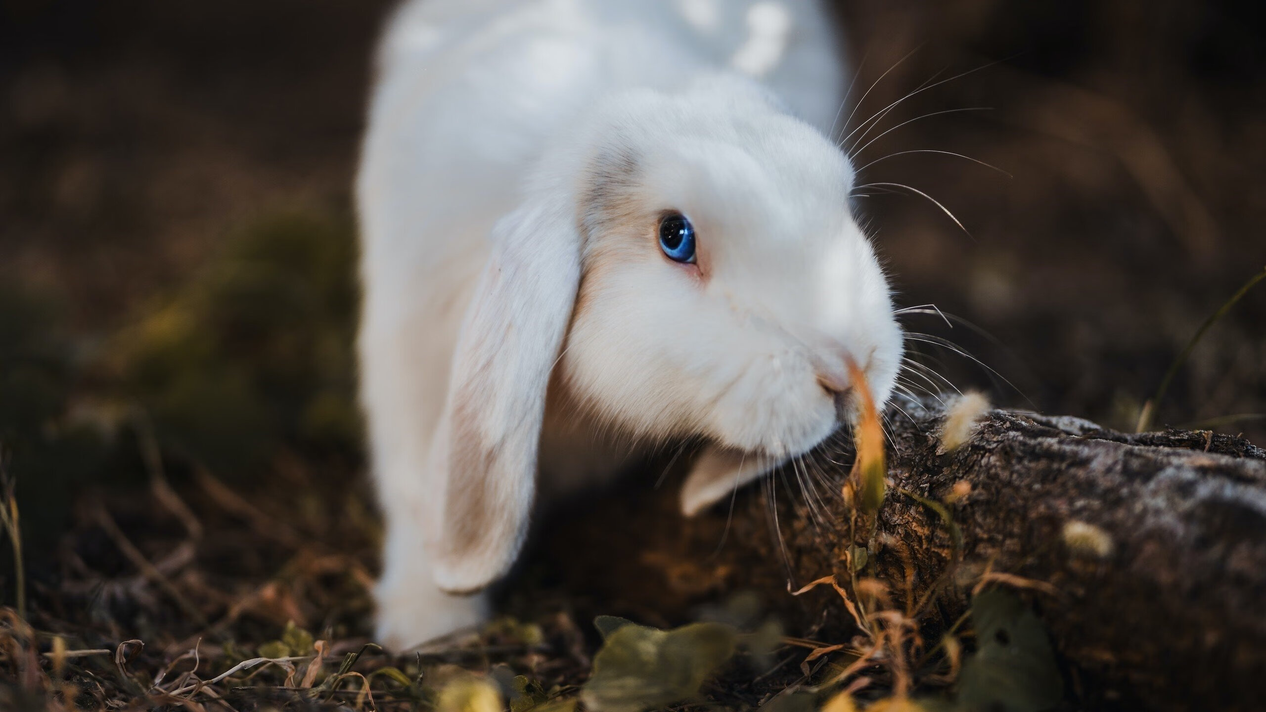瑞·弗兰：每次反击和突破后，他总能准确地判断最佳传球线路，瑞弗兰用法