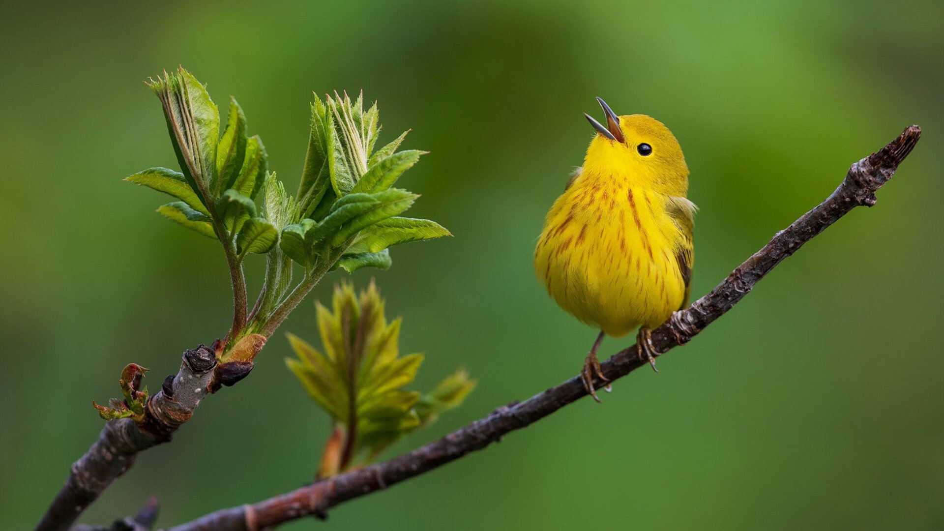 瑞·弗兰：每次反击和突破后，他总能准确地判断最佳传球线路，瑞弗兰用法