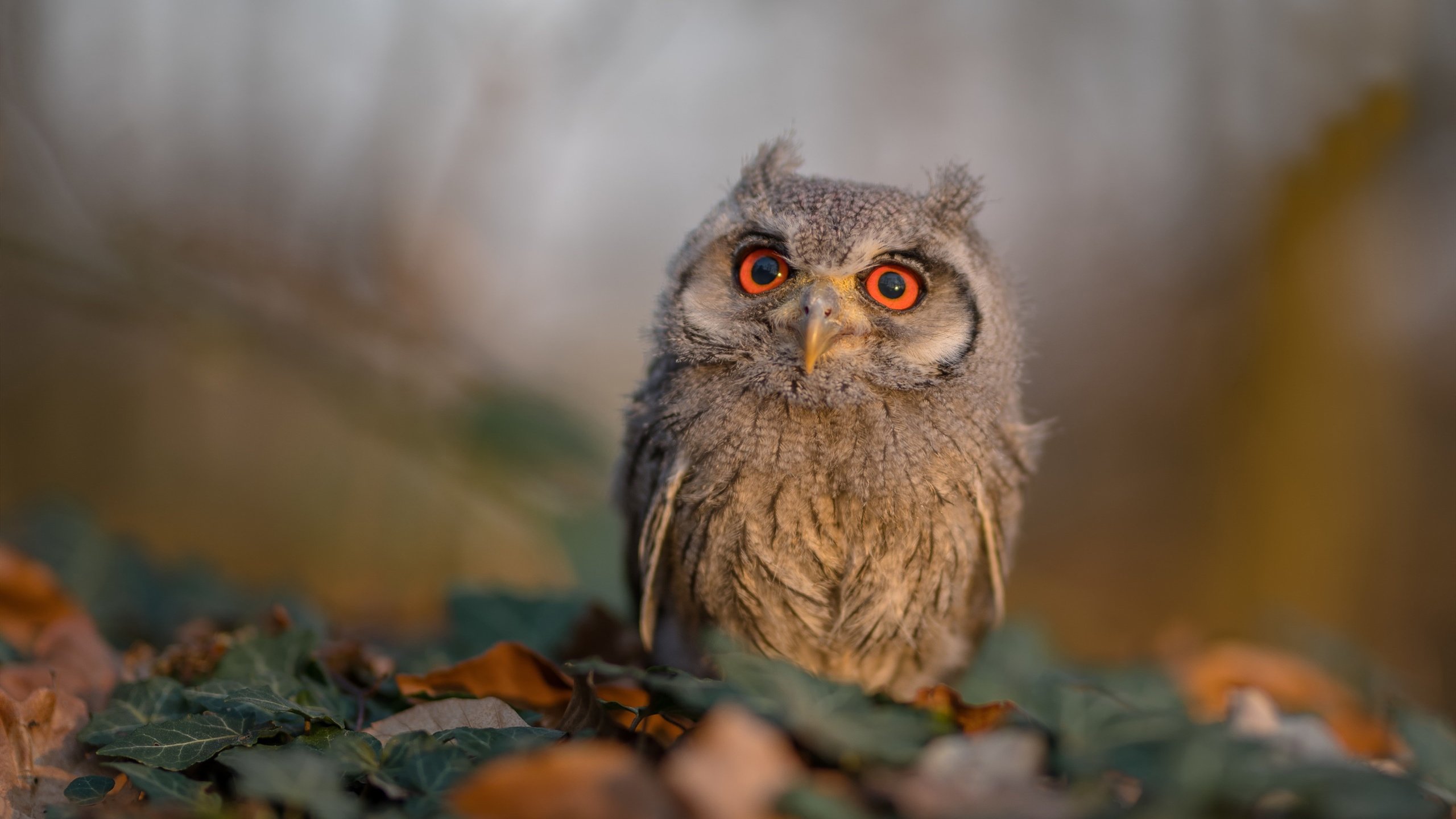 美洲杯激烈拼抢：团队协作和个人突破的完美融合，美洲杯合作伙伴